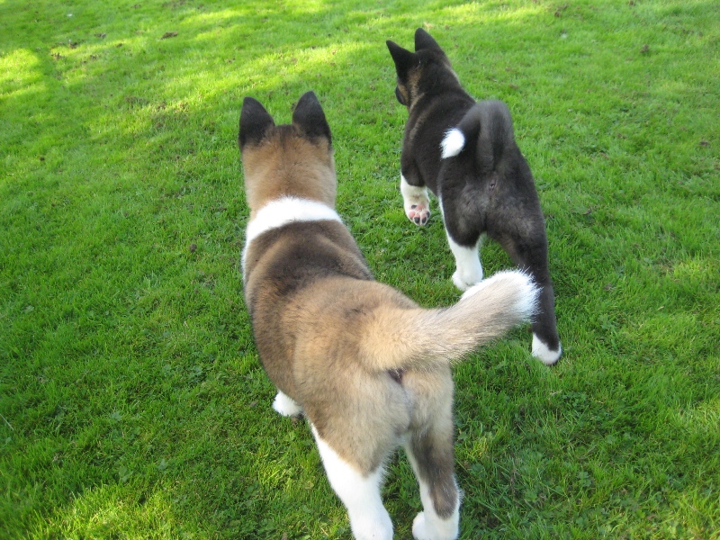 Pups